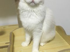 -Bastet sally猫舍购宠(静安店)