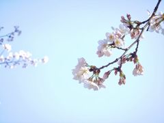 -高东镇樱花园