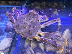 -震海贝烤贝·民俗特色店(延吉总店)