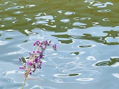-荔湾湖公园