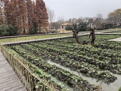 -溱湖国家湿地公园