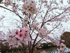 -高东镇樱花园