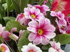 -荷兰花海