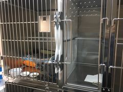 -御宝贝·A梦猫科宠物医院(国际猫友好医院)