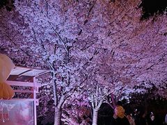 -花博汇(知音花月夜)