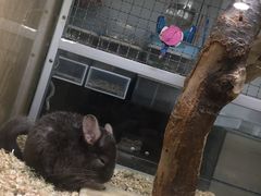 -藦茜花园宠物主题亲子互动体验馆(国顺东路店)