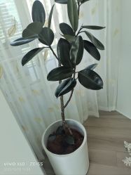 -HEYAN荷妍专业脱毛连锁机构