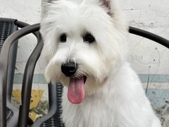 -翊宠yipet猫狗购宠庄园犬舍•猫舍