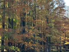 -青龙山国家森林公园