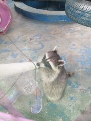 -萌宠亲子动物乐园(槐房万达店)