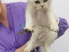 -北京观赏动物医院·24小时大型综合·猫专科·异宠专科