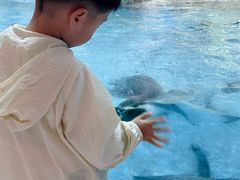 -帝企鹅自助餐厅•儿童岛•真企鹅(长隆企鹅酒店)