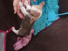 -宠颐生中康贝怡动物医院