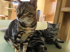 -猫和宫(六道口店)