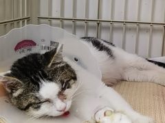 -欧奕国际动物医院