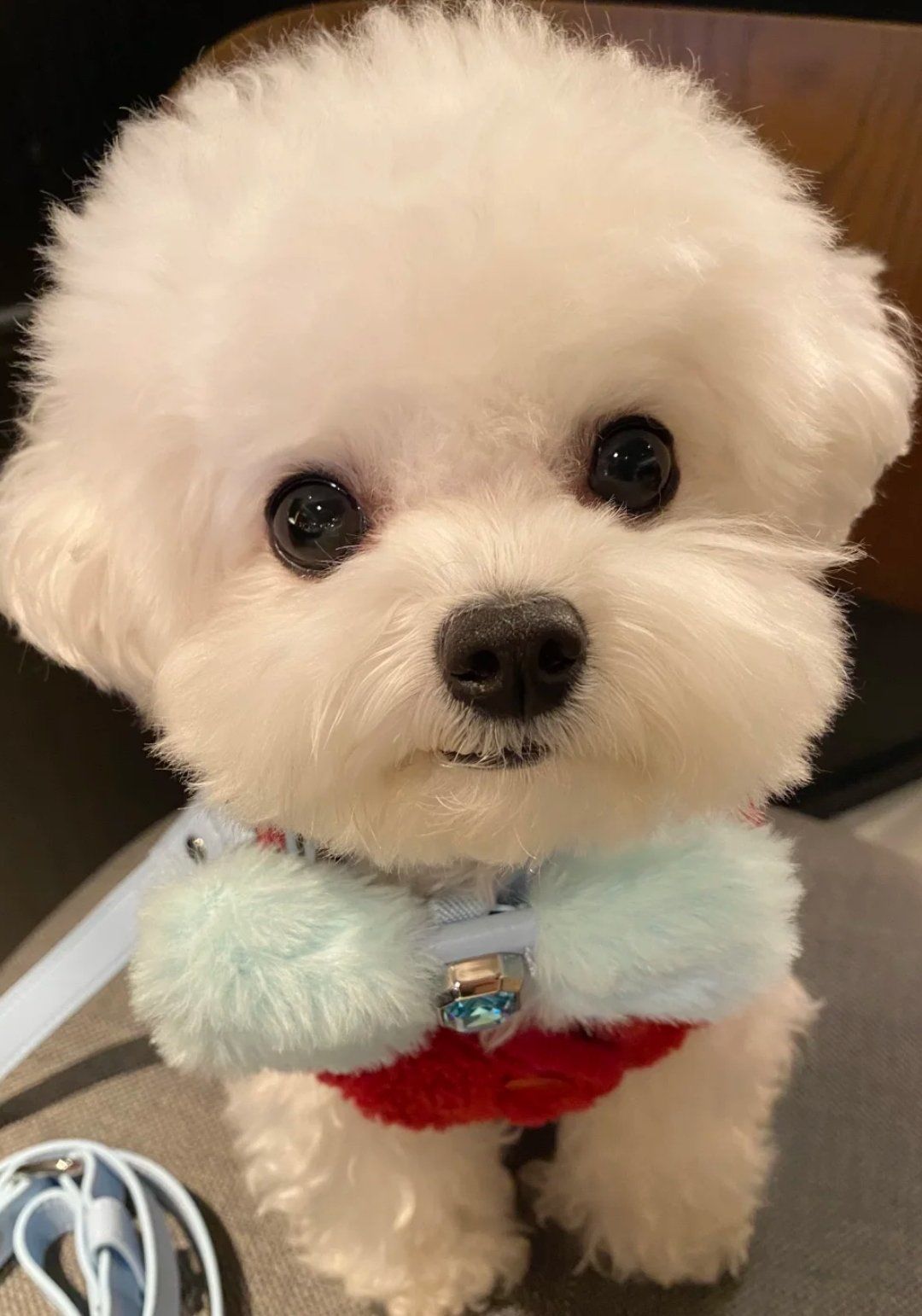 萌到心坎里!毛茸茸狗狗的可爱瞬间回顾