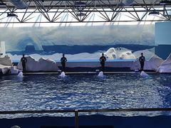 -秦皇岛乐岛海洋王国