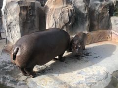 -青岛森林野生动物世界