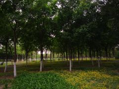 -永定河休闲森林公园