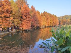 -梅花山(明孝陵内)