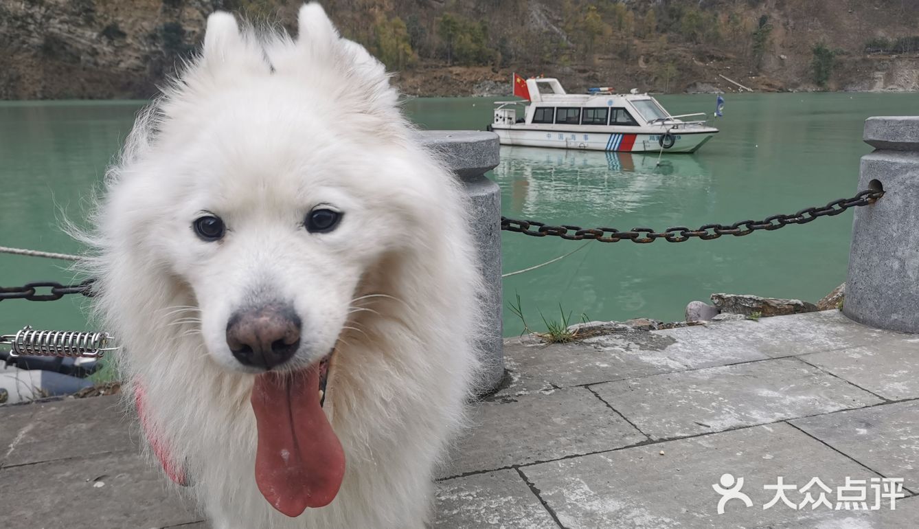 带着狗狗去远方🌞