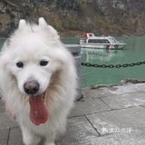 带着狗狗去远方🌞