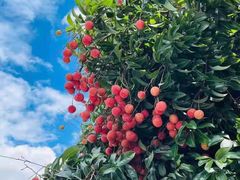 -南宁荔园维景国际酒店·荔园中餐厅