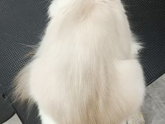 -爱洗澡的猫(天河路店)