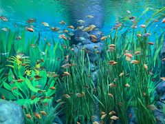 -上海海洋水族馆