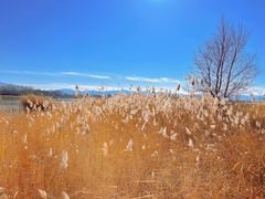 -野鸭湖国家湿地公园