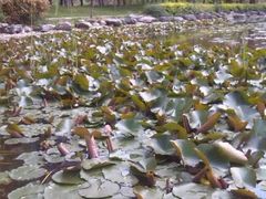 iphone_upload_pic-木塔寺遗址生态公园
