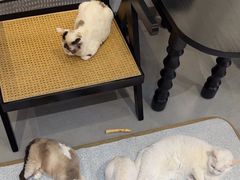 -琪喵猫屋·撸猫猫咖·猫舍