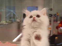 -babydoll猫舍·米努特·德文·缅因(久光中心店)