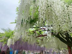 -嘉定紫藤园