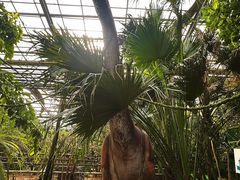 -呀路古热带植物园