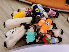-猪盟咖啡店(玖洲道店)