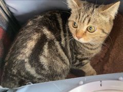 -艾吉宠物医院·疑难杂症转诊中心·猫友好(碧江路院)