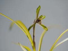 -国家植物园