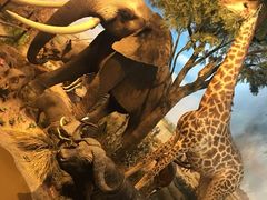 -陕西自然博物馆