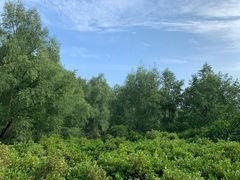 -大亚湾红树林城市湿地公园