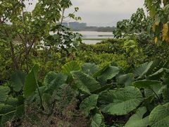 -华侨城湿地公园