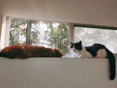 -李小姐の猫咖啡馆(五角场店)