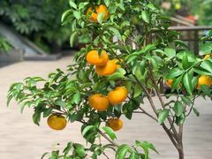 -茅庐·川粤精品私房菜(金沙遗址店)