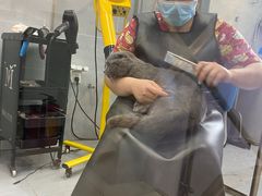 -宠福鑫康馨动物医院·骨科·眼科