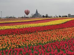 -荷兰花海