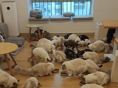 -有喵·猫咖·狗咖·30几只猫10只小狗(岗厦店)