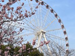 -顾村公园