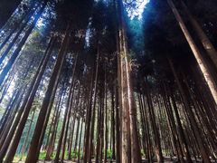 -武陵山森林公园