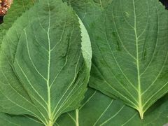 -金山烤肉(中兴公园店)