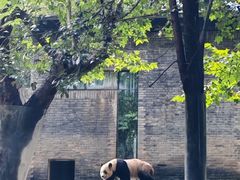 -都江堰中华大熊猫苑